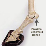 The two sesamoid bones Ruffian shattered