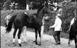 Ruffian going into horse ambulance